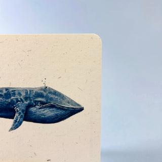 Postkarte >Blauwal<