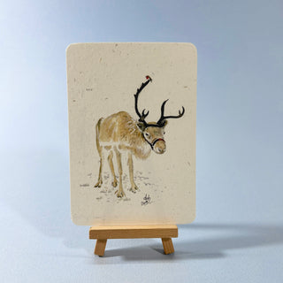 Postkarte  >Rentier<