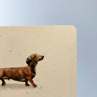 Postkarte  >Dackel<