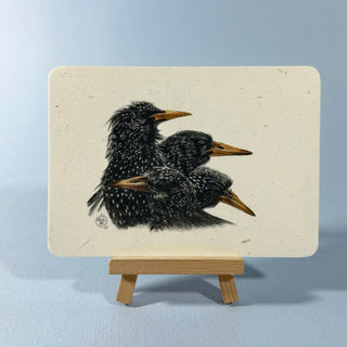 Postkarte  >Stare<