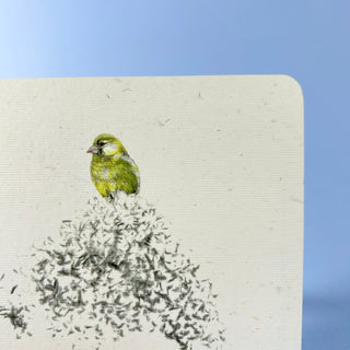 Postkarte  >Grünfink<