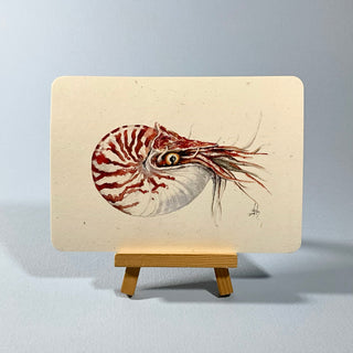 Postkarte >Nautilus<