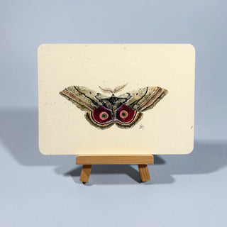 Postkarte  >Schmetterling<
