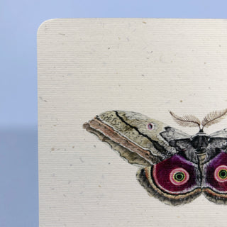 Postkarte  >Schmetterling<